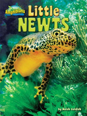 cover image of Little Newts